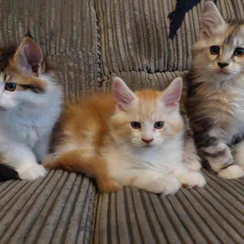 491800520_1228244125974073_2526953477950602476_n